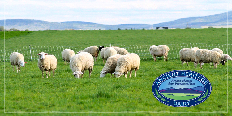 Ancient Heritage Dairy lambs in a field