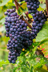 grapes on the vine